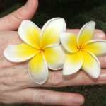 Frangipani