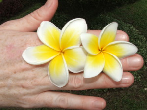 Frangipani