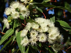eukalyptus citriodora