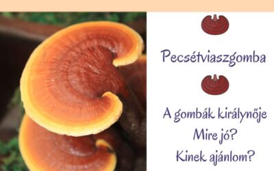 Ganoderma lucidum – a gombák királynője